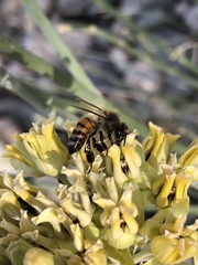 Apis mellifera