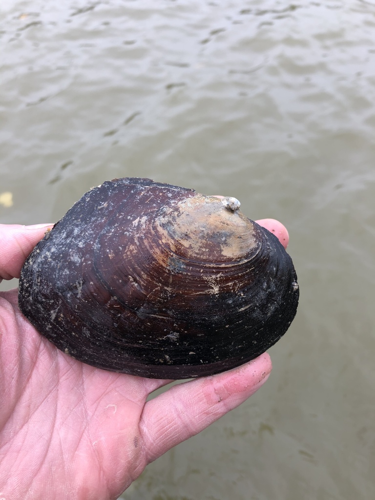 White Heelsplitter from Assiniboine River, Winnipeg, MB, CA on ...