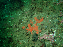 Dragmacidon mexicanum