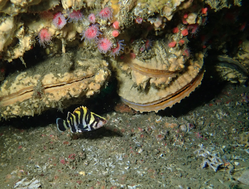 Rockfish (Sebastes serriceps) — Sebastidae — 4