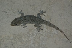 Tarentola mauritanica