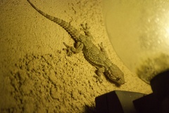 Tarentola mauritanica