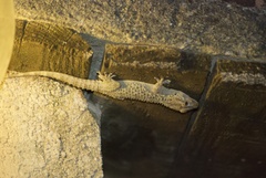 Tarentola mauritanica