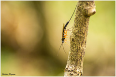 Ephialtes manifestator