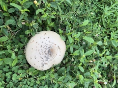 Chlorophyllum molybdites image