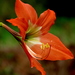 Hippeastrum puniceum puniceum - Photo (c) Jkadavoor (Jee), some rights reserved (CC BY-NC-SA)