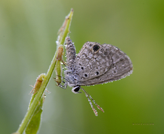 Hemiargus hanno