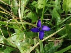 Gentianopsis ciliata