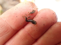 Erpobdellidae