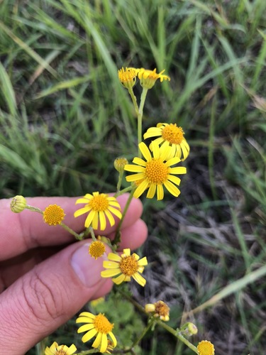 Jacobaea erratica (Jacobaea erratica)