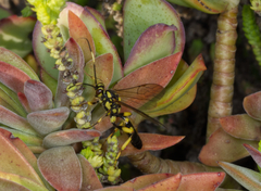 Hepiopelmus variegatorius