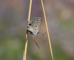 Hemiargus hanno