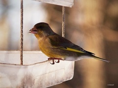 Chloris chloris