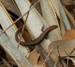 Lampropholis guichenoti