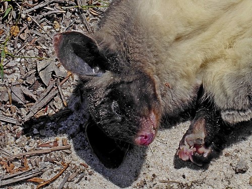 Yellow-bellied Glider