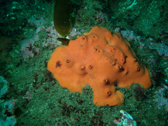 Acarnus erithacus