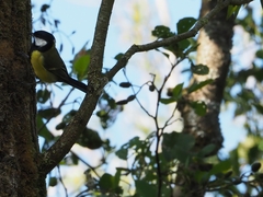 Parus major