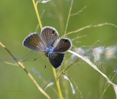 Hemiargus hanno