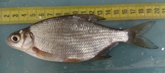 Blicca bjoerkna