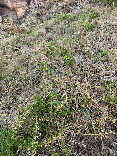 Asparagus densiflorus