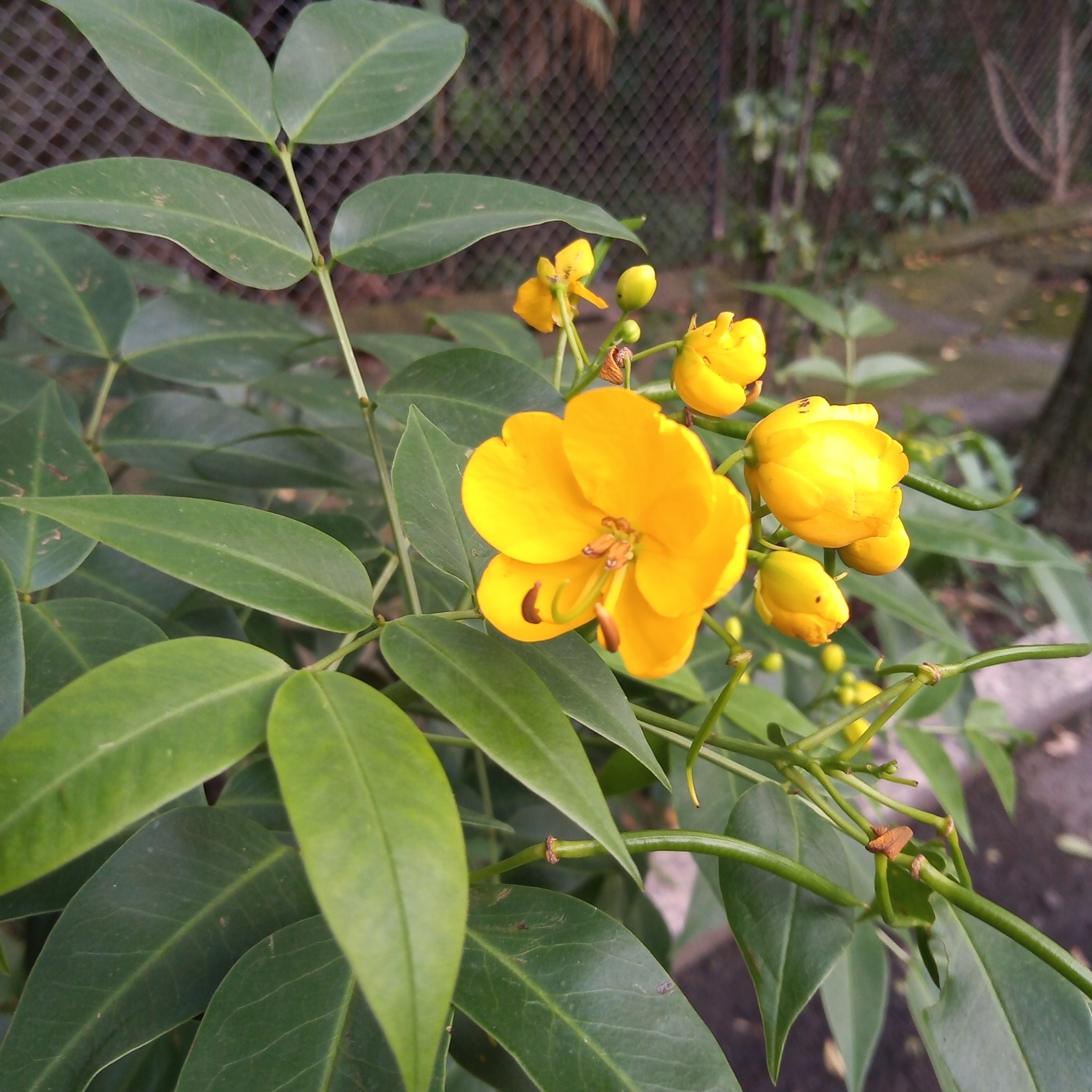 Senna septemtrionalis