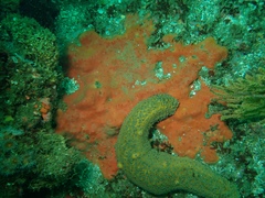 Dragmacidon mexicanum