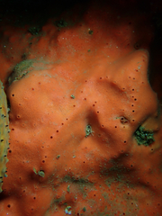 Dragmacidon mexicanum