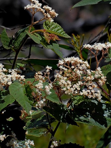 Image of Androcalva rossii by (c) Max Campbell, some rights reserved (CC BY)