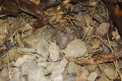 Rhinophrynus dorsalis