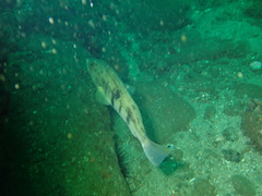 Paralabrax nebulifer