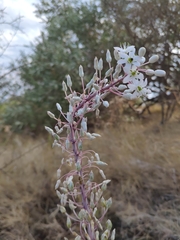 Drimia pancration