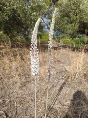Drimia pancration