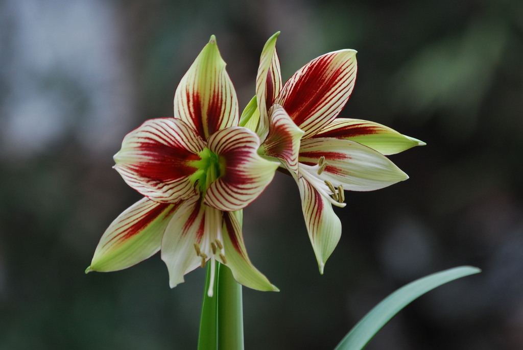 Butterfly Amaryllis