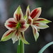Butterfly Amaryllis - Photo (c) Luca Bove, some rights reserved (CC BY-NC-SA)