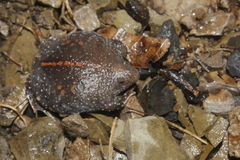 Rhinophrynus dorsalis