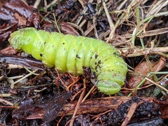 Smerinthinae