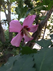 Hibiscus syriacus
