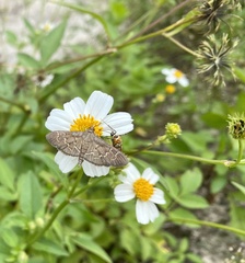 Pilocrocis ramentalis