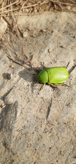Chrysina psittacina