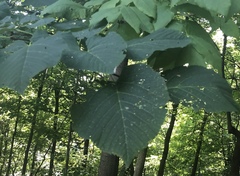Tilia americana americana