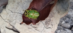 Chrysina psittacina