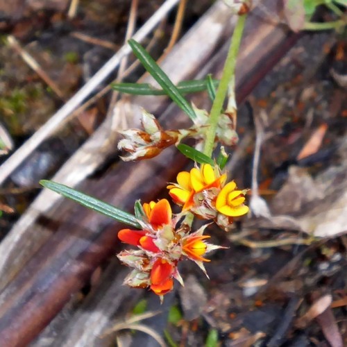 bantam bush-pea (Pultenaea parrisiae)