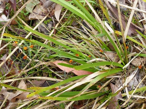 Image of Pultenaea parrisiae by (c) Max Campbell, some rights reserved (CC BY)