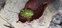 Chrysina psittacina