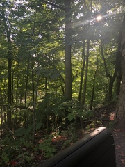 Tilia americana americana