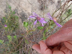 Symphyotrichum sericeum