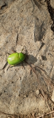 Chrysina psittacina