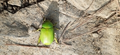 Chrysina psittacina