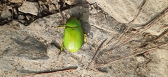 Chrysina psittacina