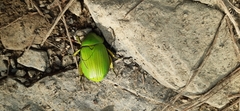 Chrysina psittacina